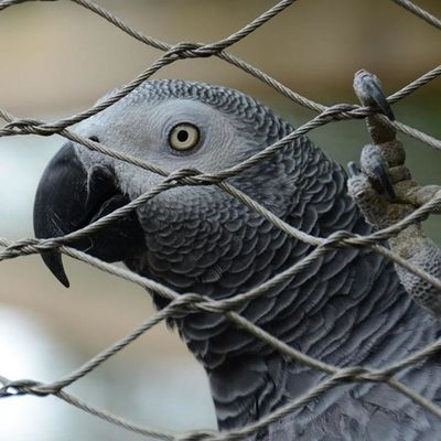 Woven Design 1mm 1.5mm Stainless Steel 304 Rope Wire Mesh for Customized Safety Fencing and Animal Enclosures