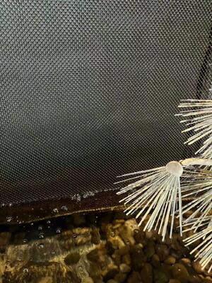 أقمشة لفائف زخرفية من الفولاذ المقاوم للصدأ لشبكة جدار الشلال